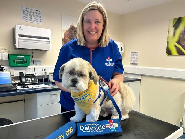Buddi The Pets as Therapy Dog