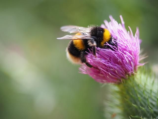 The Magical Meadow Honey Bee