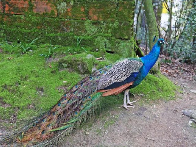 Peacocks in Western Symbolism
