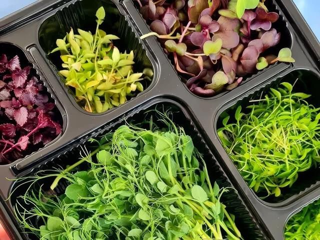 Fresh and Tasty Microgreens