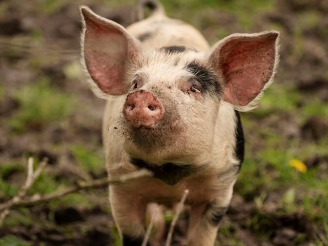 The Pig in Welsh Mythology